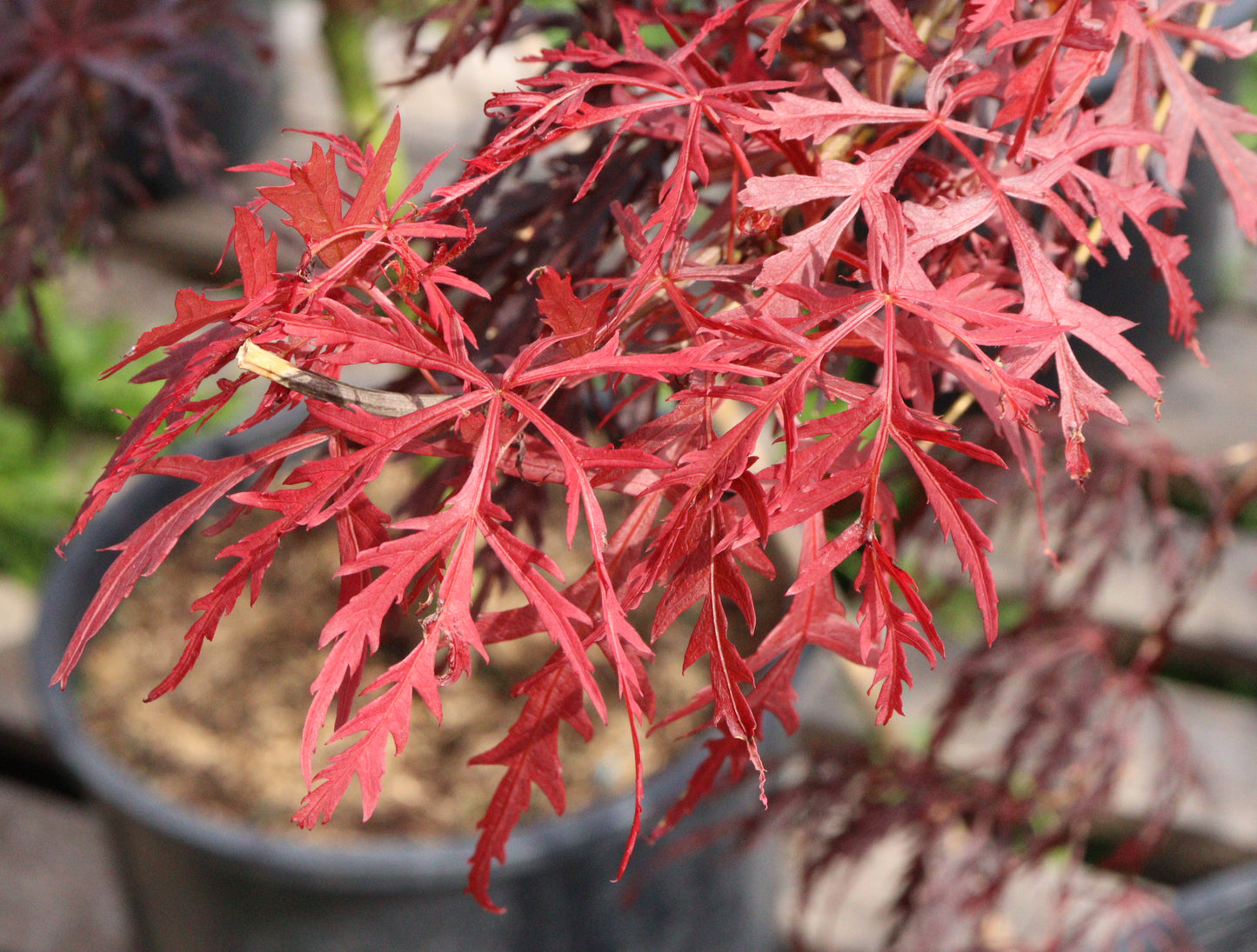 Acer palmatum dissectum 'Crimson Queen'