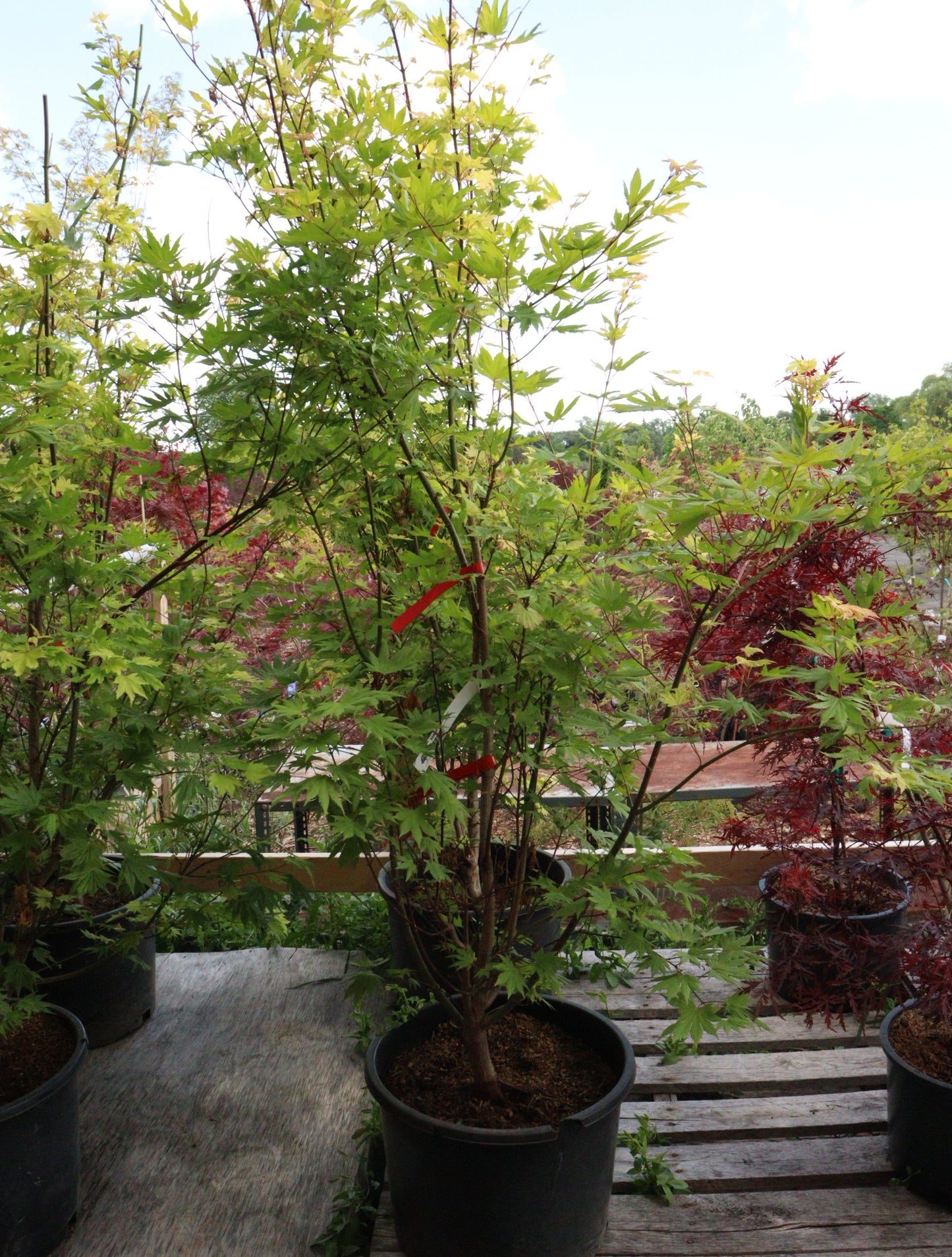 Acer shirasawanum Jordan
