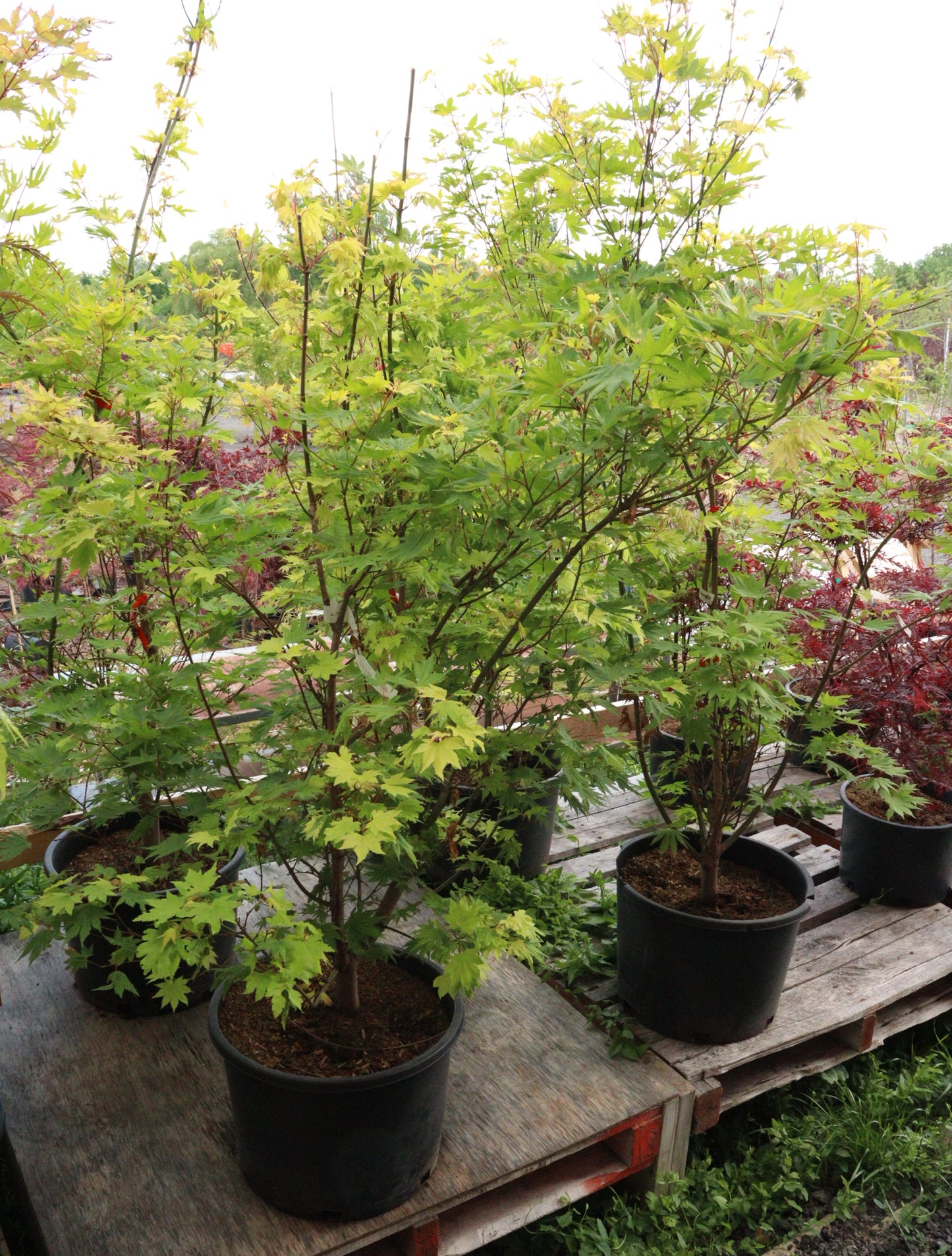 Acer shirasawanum Jordan