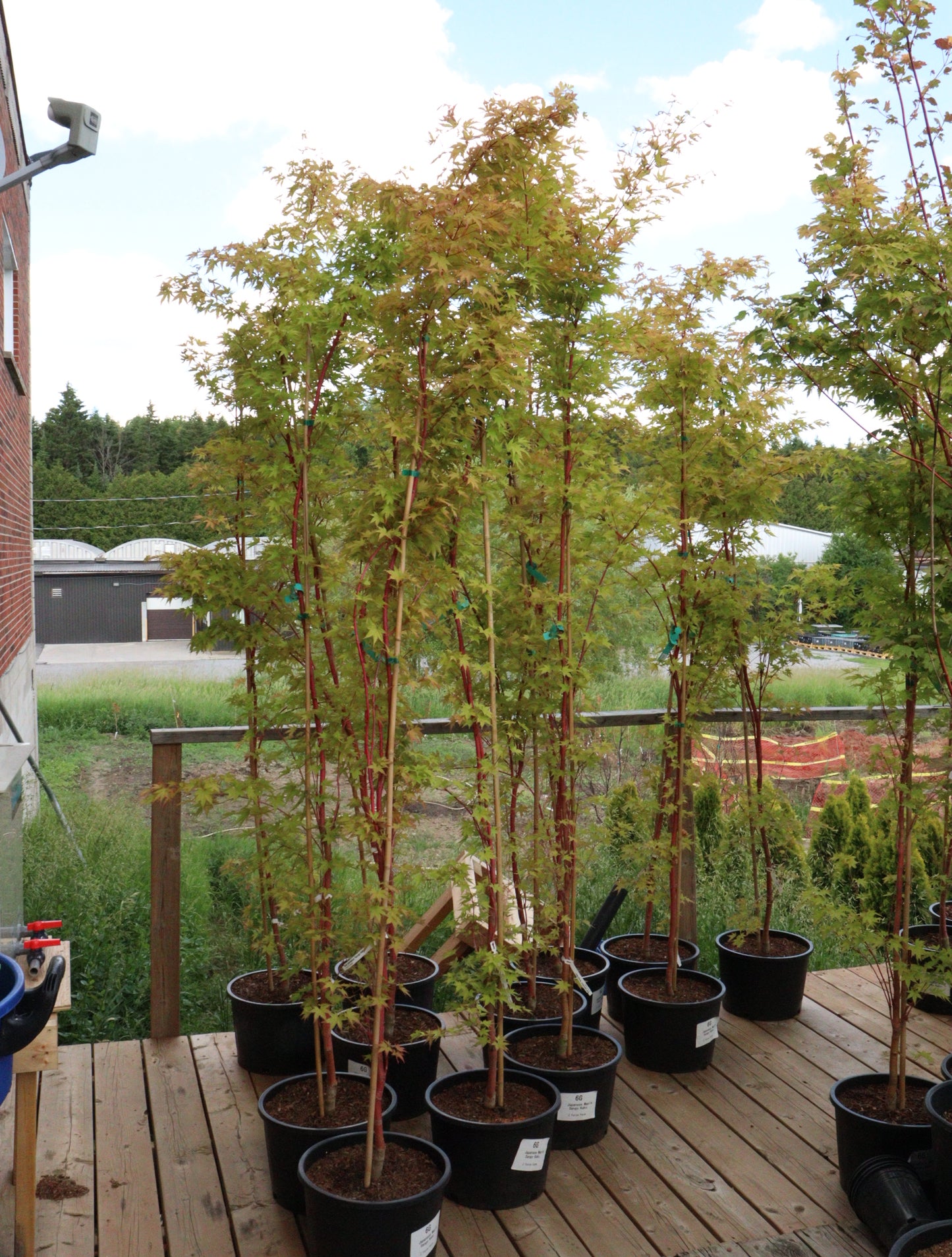 Acer Palmatum Sango-kaku