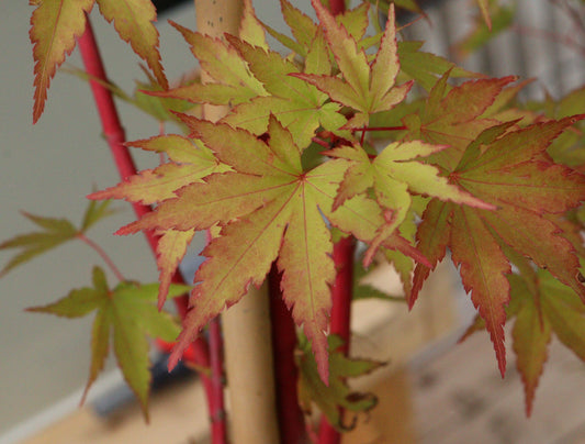 Acer Palmatum Sango-kaku