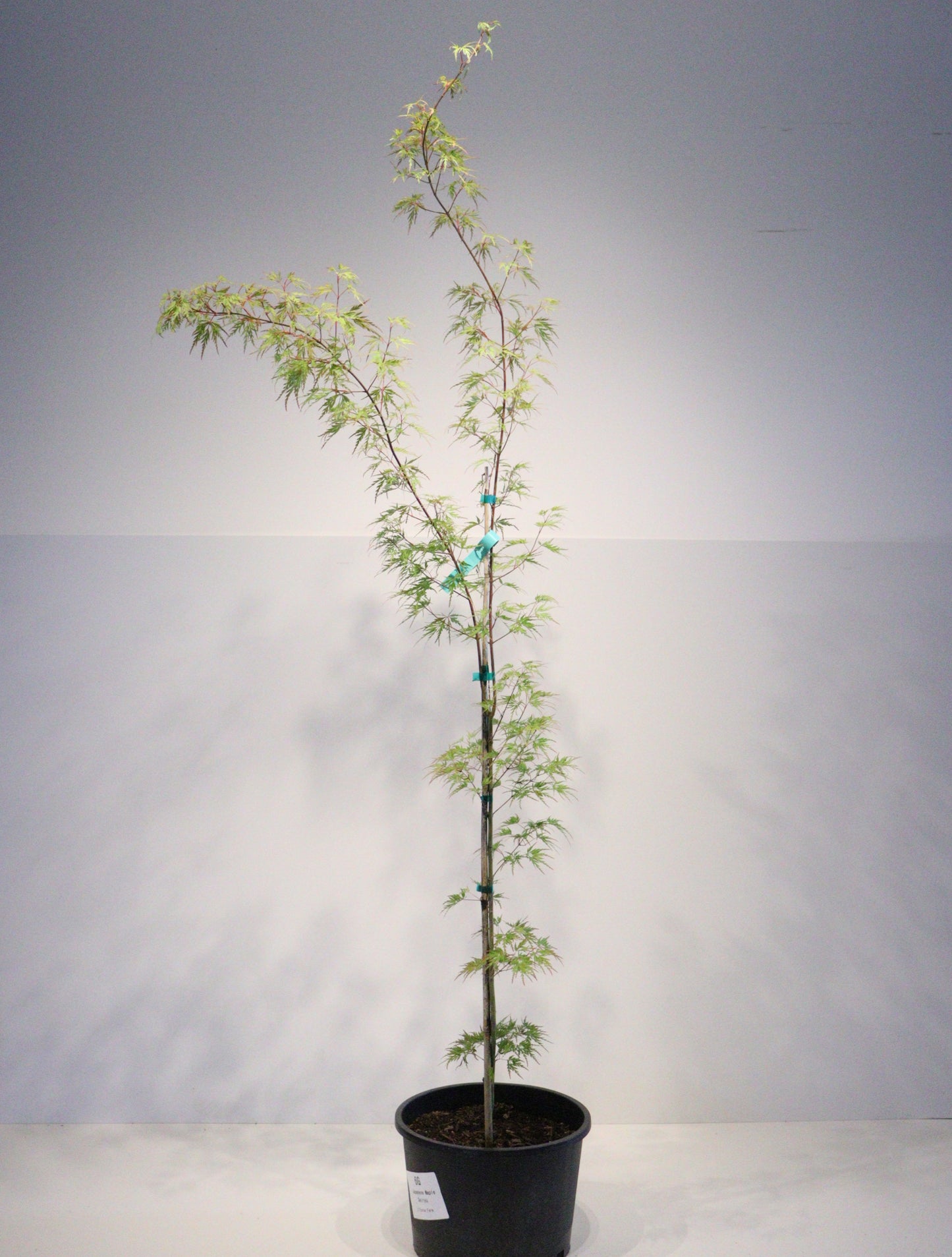 Acer Palmatum Seiryu