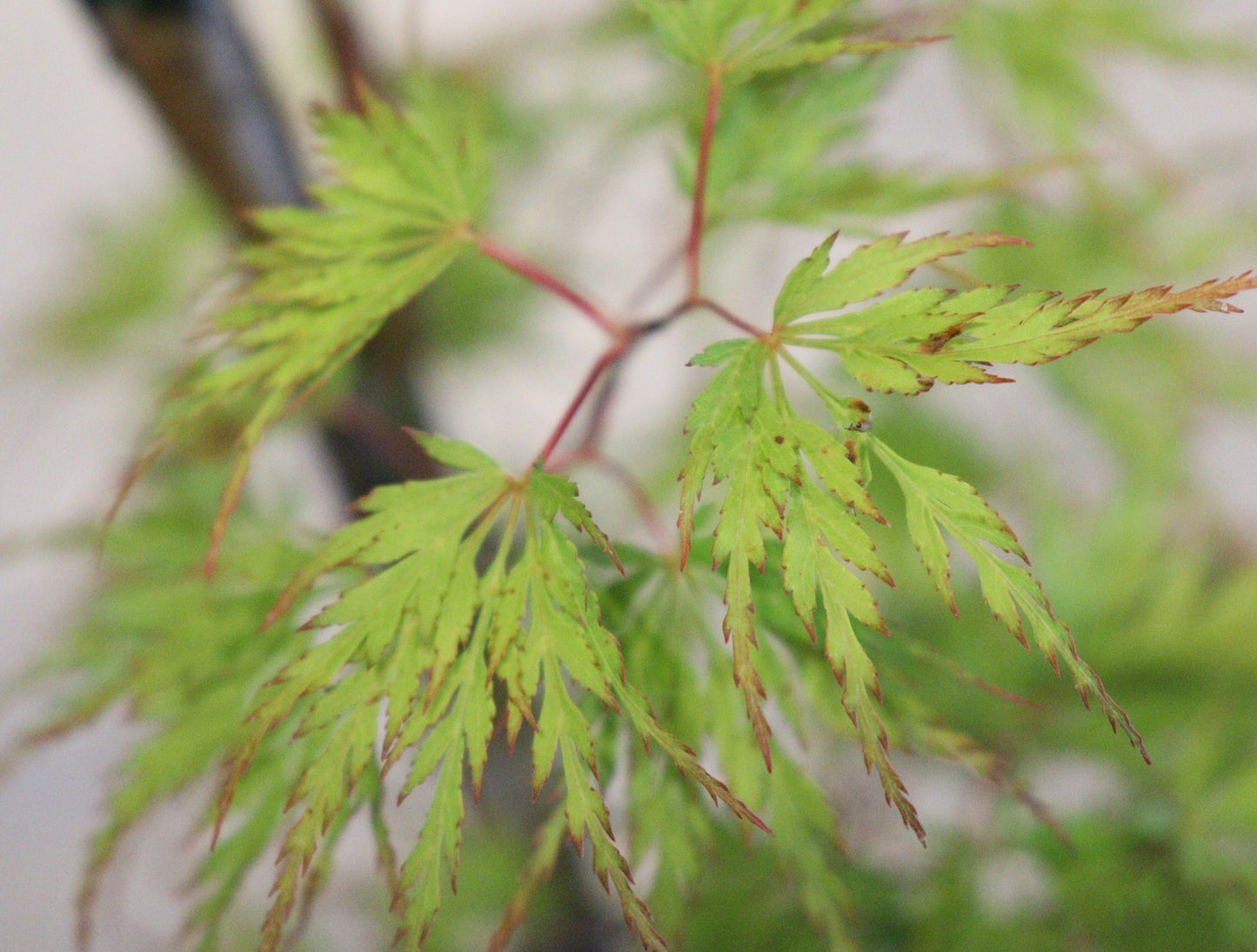 Acer Palmatum Seiryu