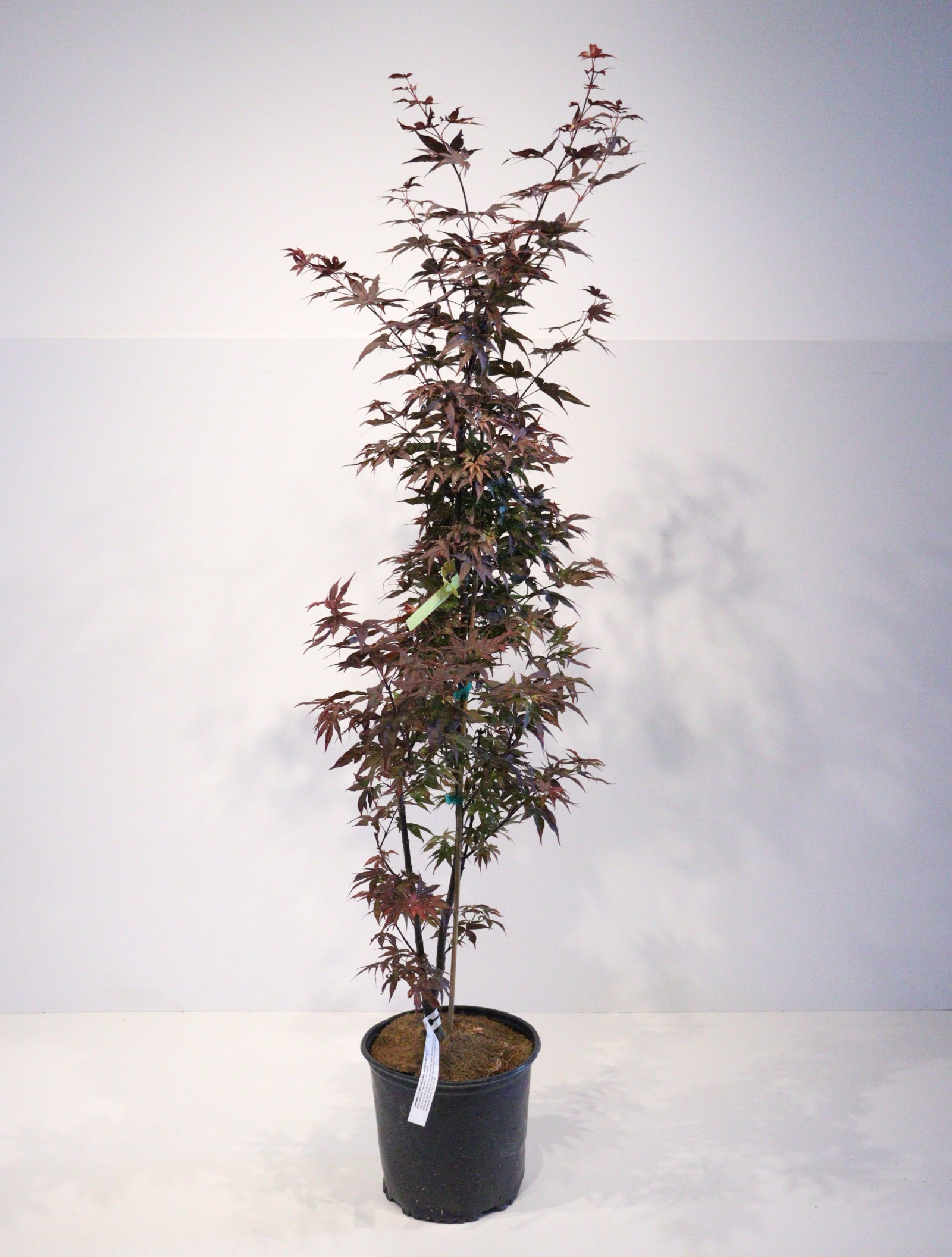 Trees for Sale Toronto | Japanese Maple, Shade & Flowering Trees