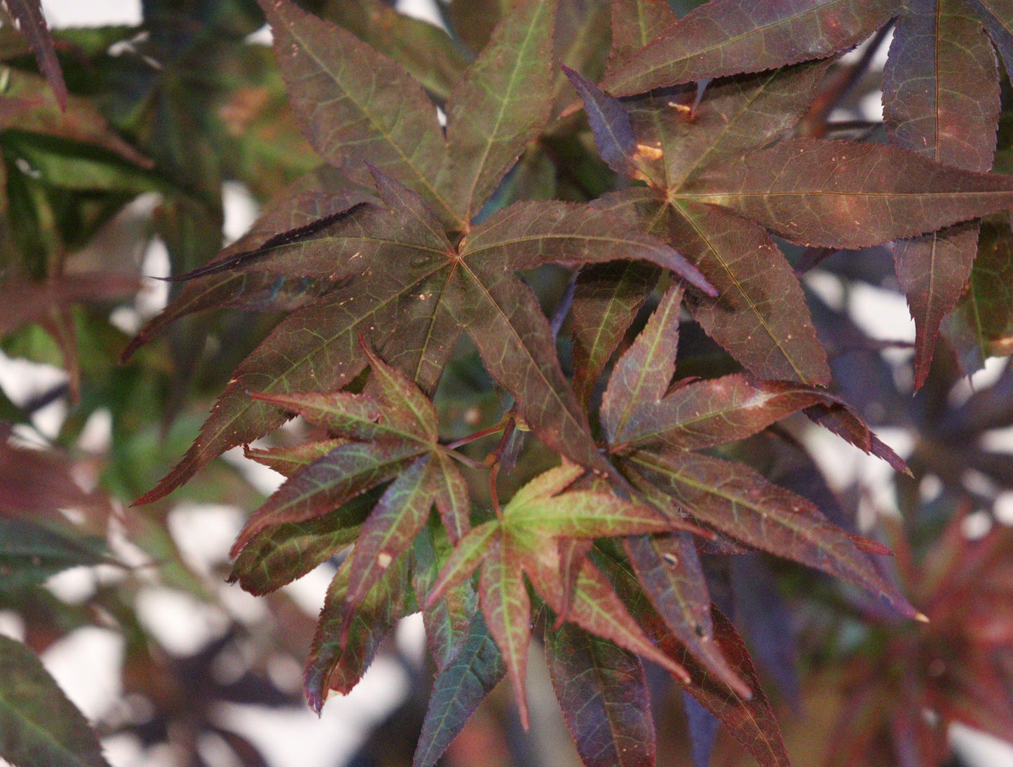 Acer Shirasawanum Twombly's Red Sentinel'
