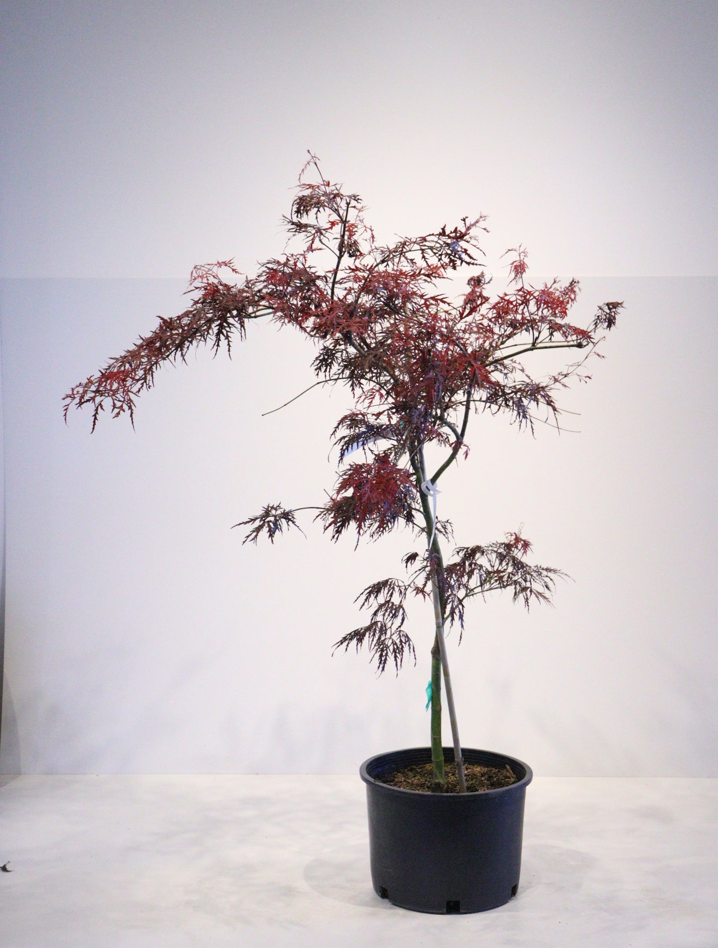 Acer palmatum dissectum 'Crimson Queen'