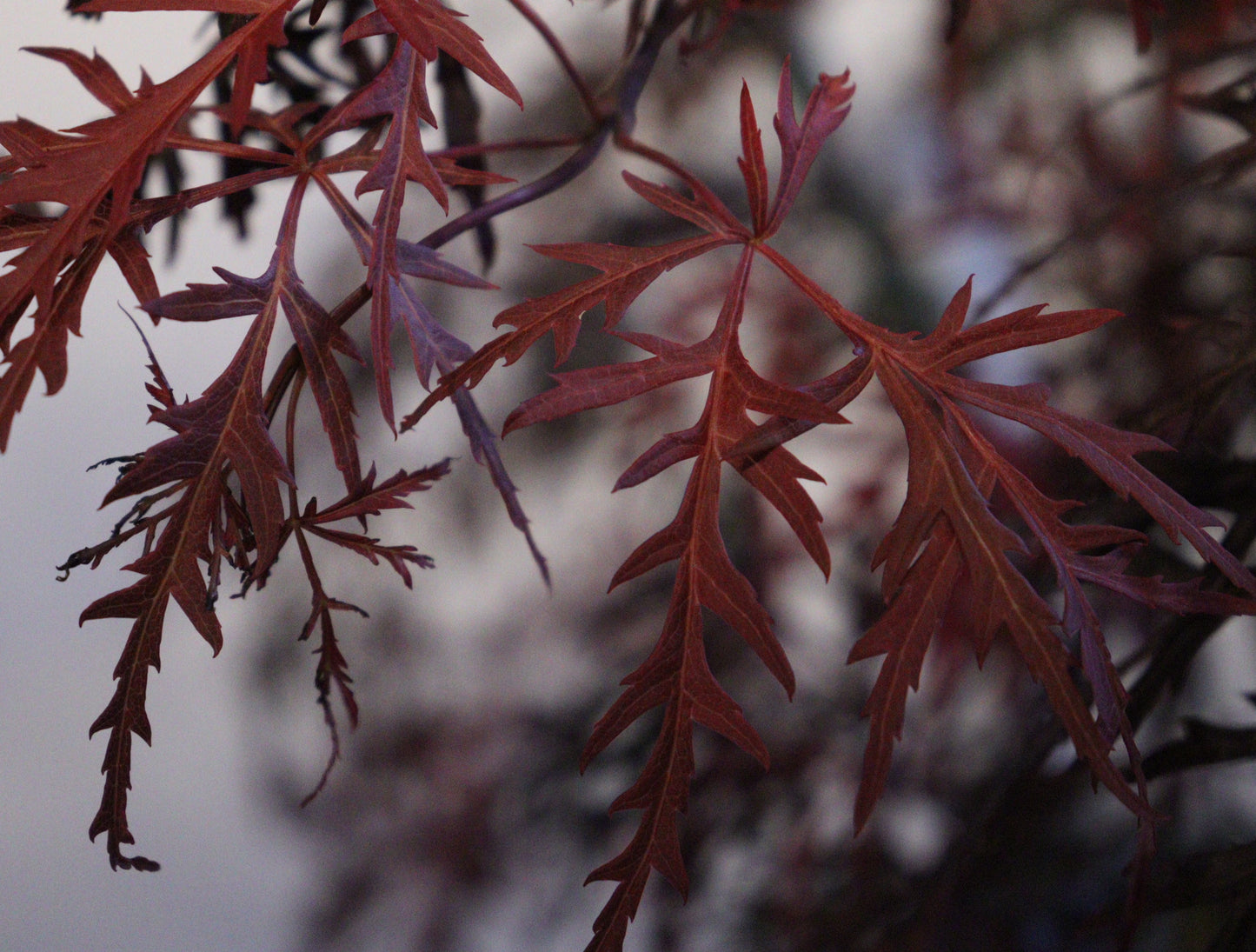 Acer palmatum dissectum 'Crimson Queen'