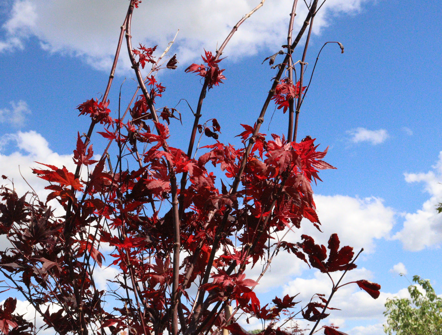 Acer Palmatum Purple Ghost