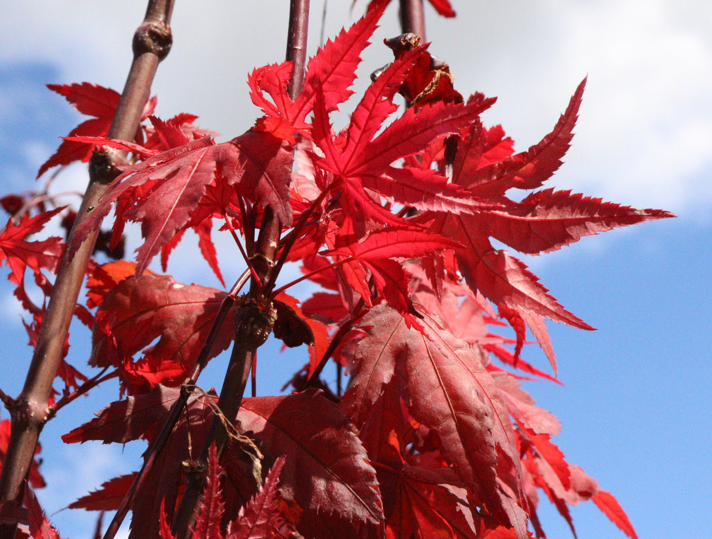 Acer Palmatum Purple Ghost