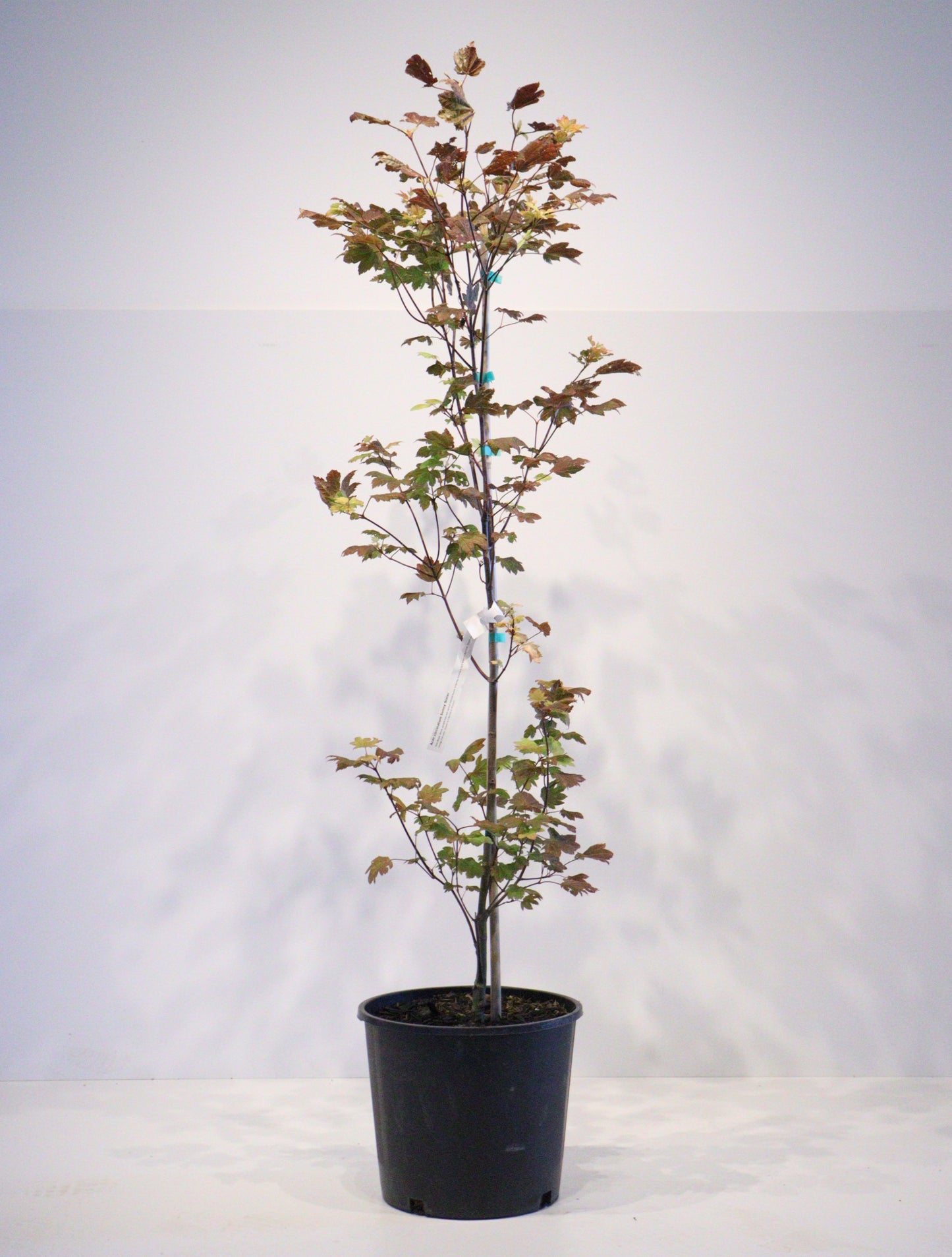 Acer circinatum Sunny Sister