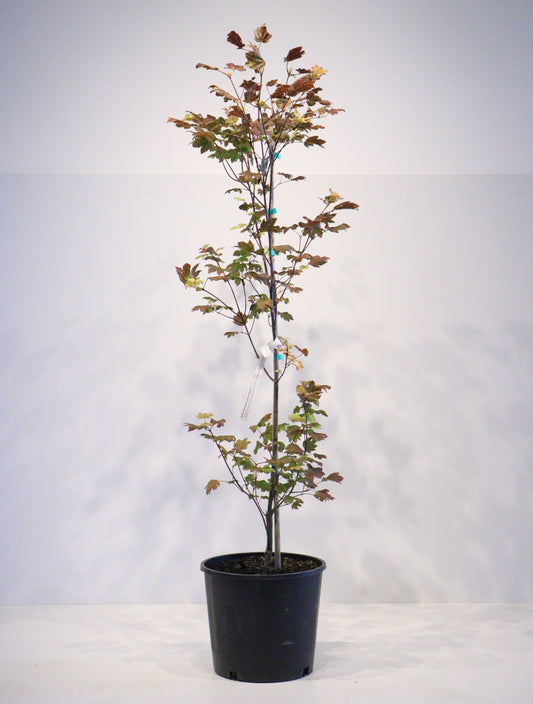 Acer circinatum Sunny Sister