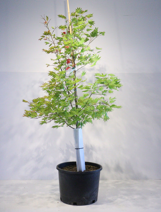 Acer shirasawanum Moonrise