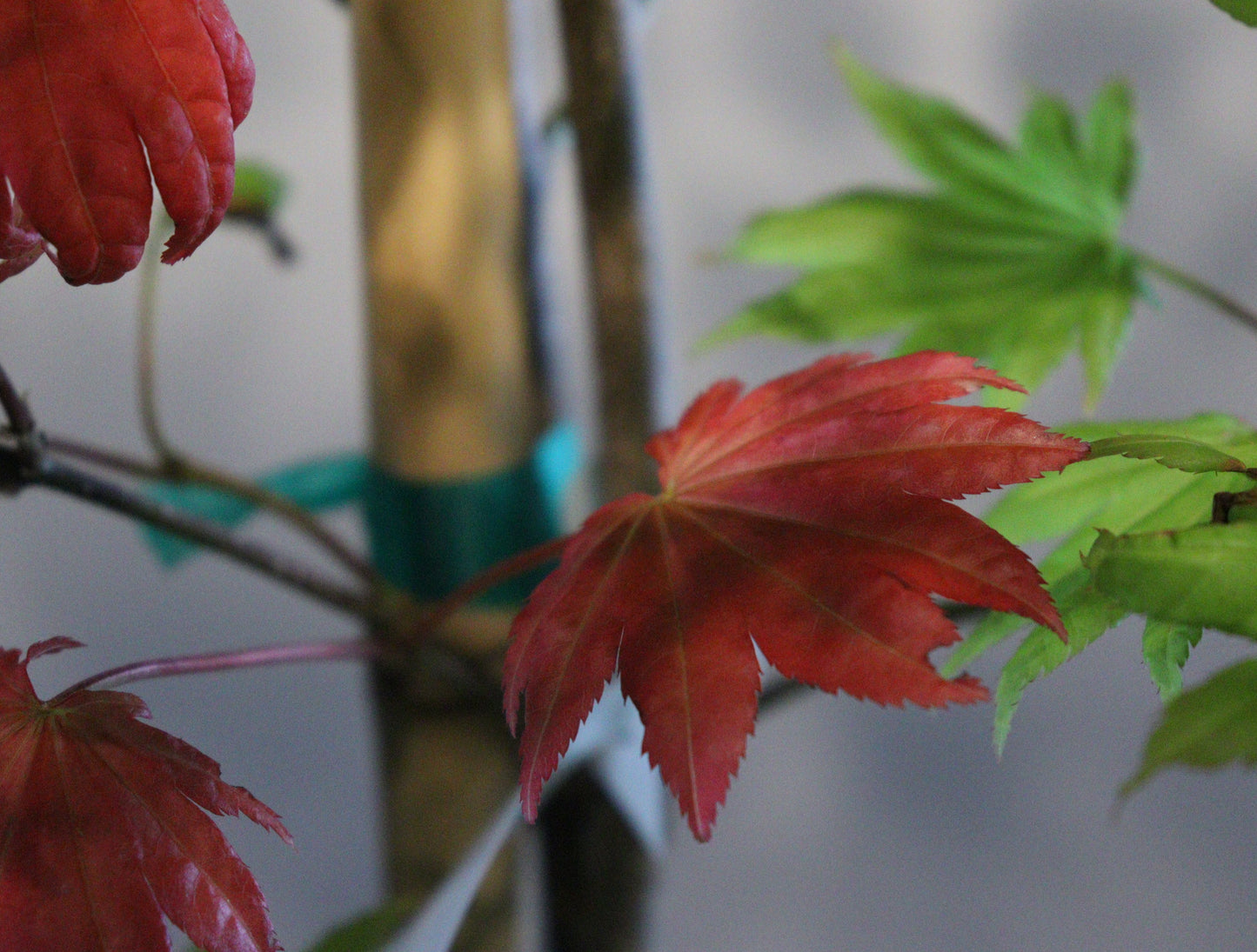 Acer shirasawanum Moonrise
