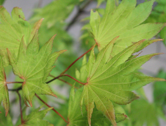 Acer shirasawanum Moonrise