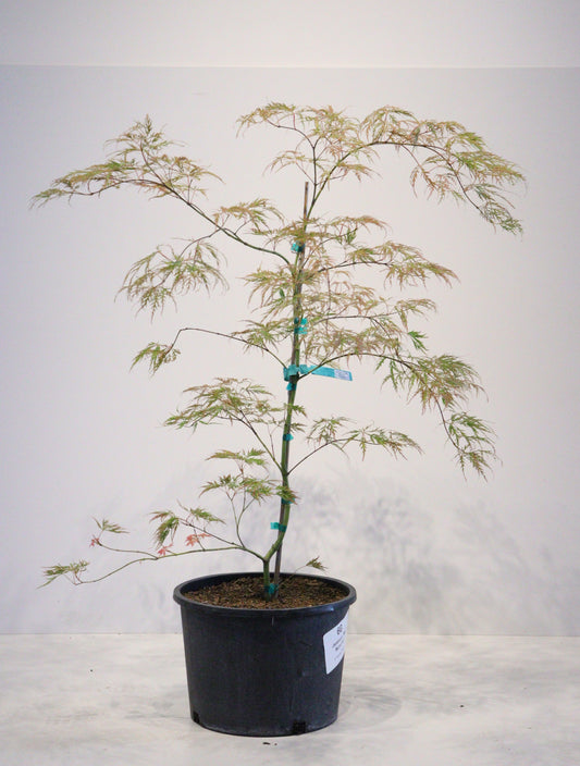 Acer Shirasawanum 'Waterfall'