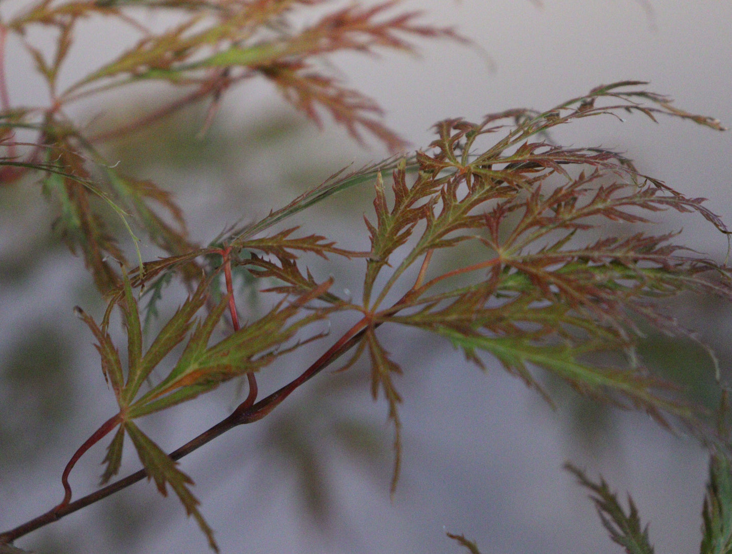 Acer Shirasawanum 'Waterfall'