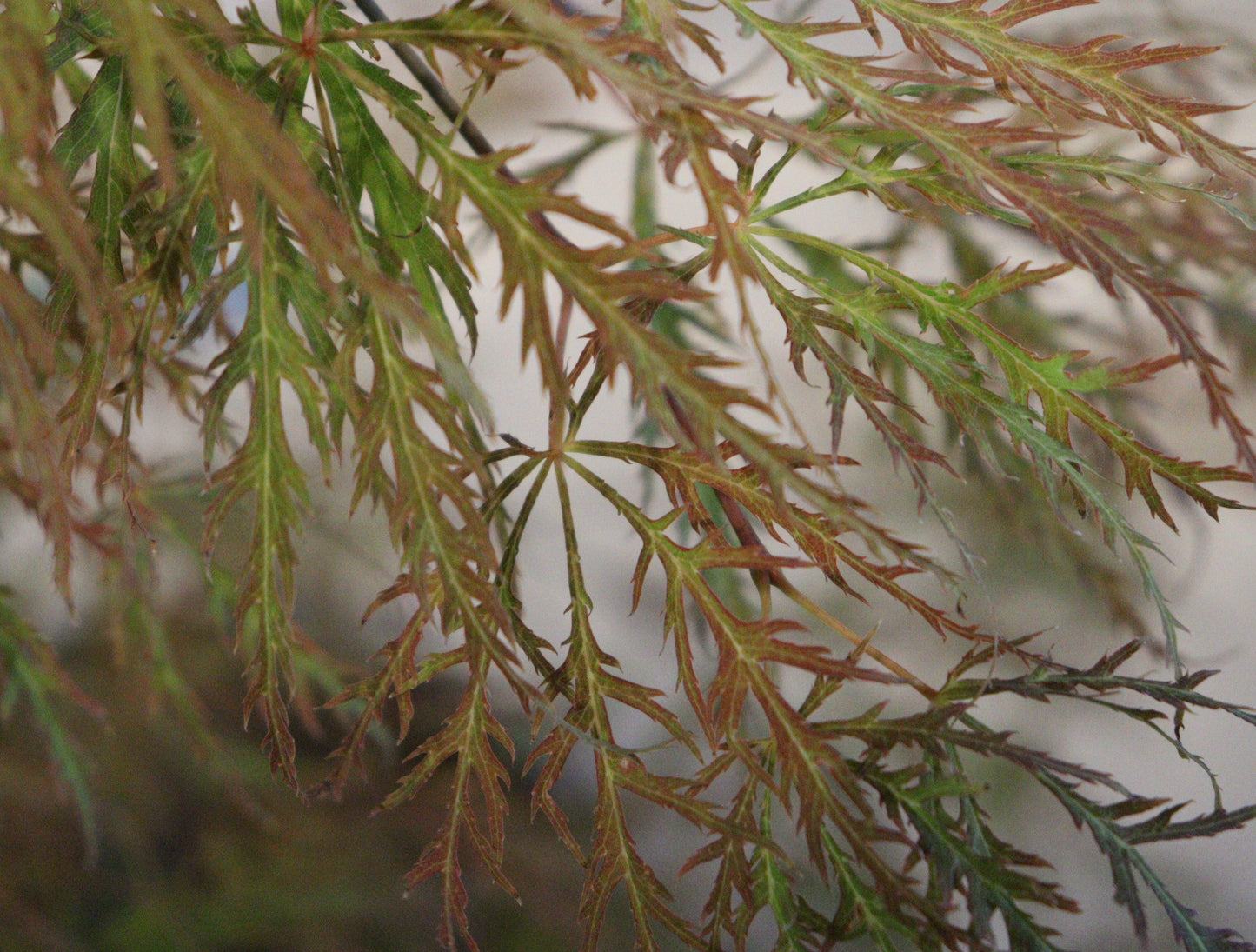 Acer Shirasawanum 'Waterfall'