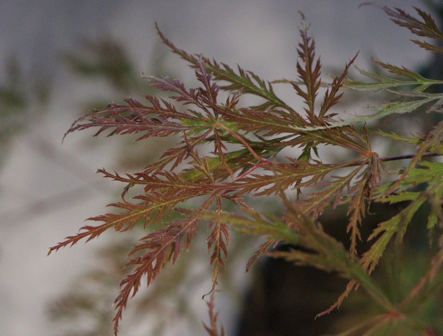 Acer Shirasawanum 'Waterfall'