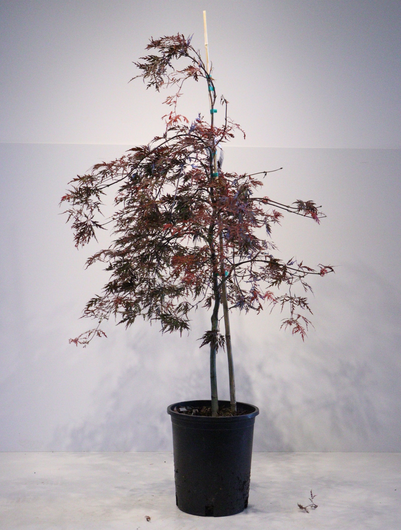 Trees for Sale Toronto | Japanese Maple, Shade & Flowering Trees