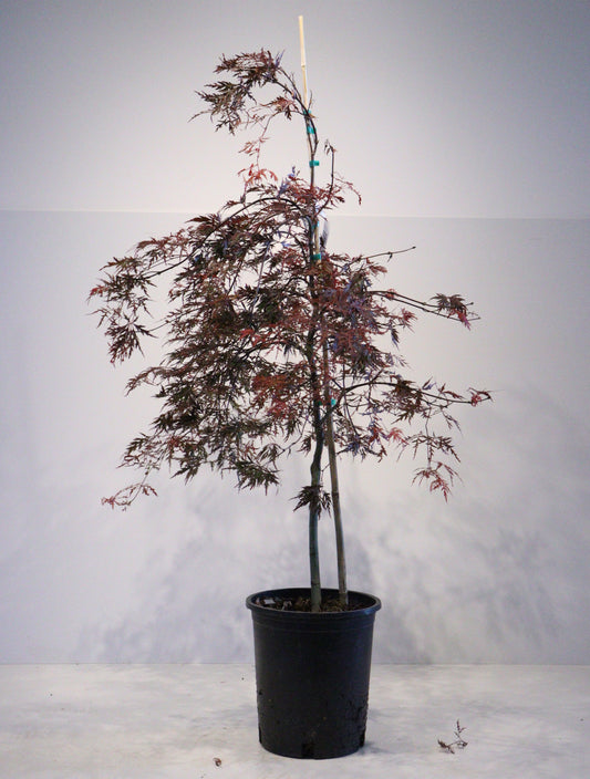 Acer Palmatum 'Orangeola'