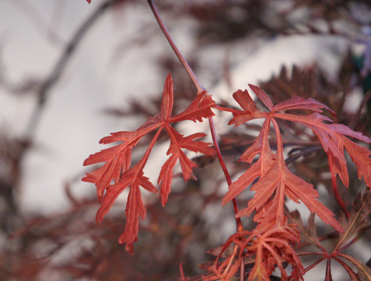 Acer Palmatum 'Orangeola'
