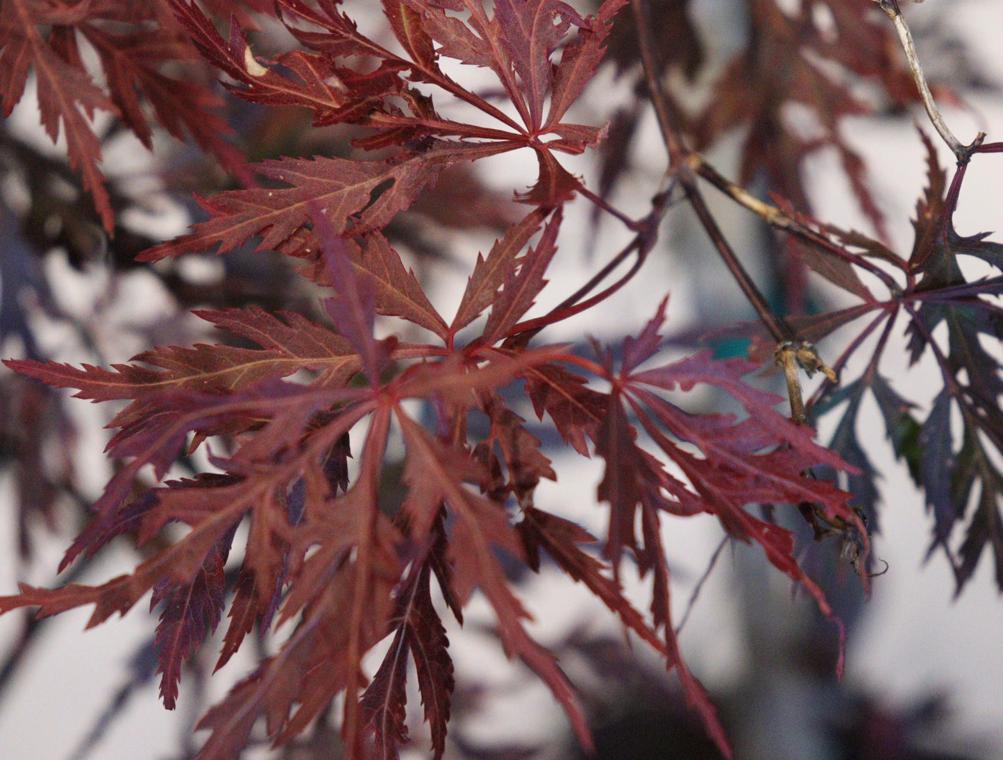 Acer Palmatum 'Orangeola'