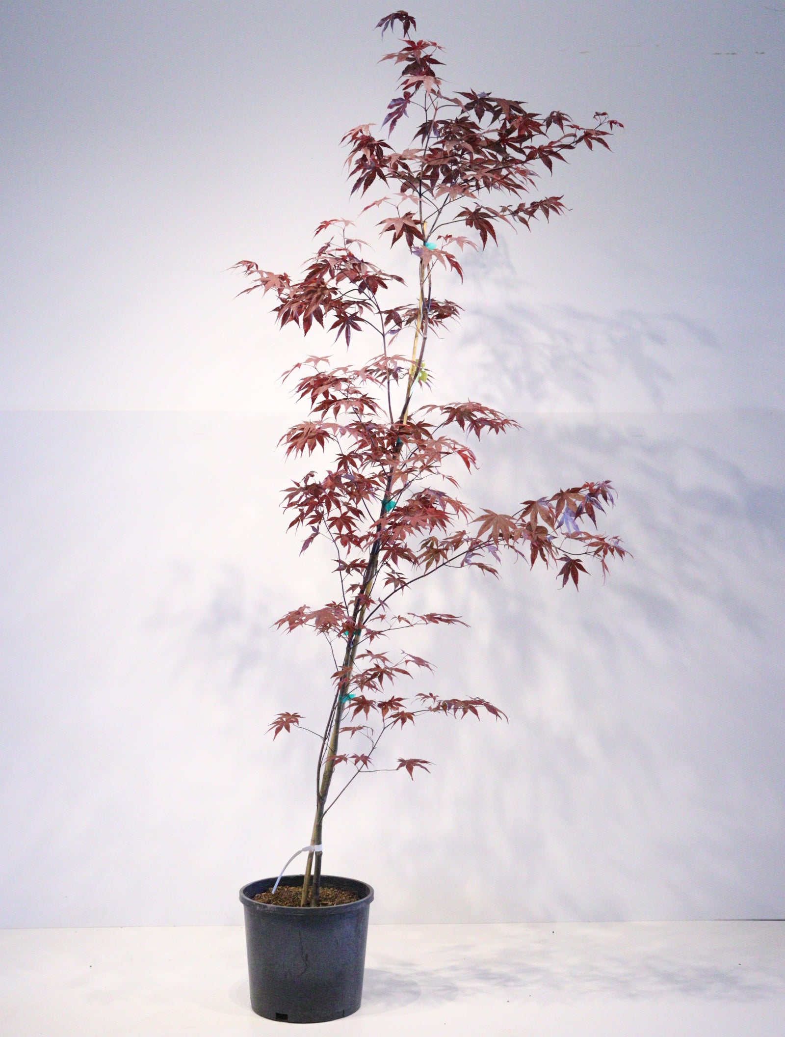 Trees for Sale Toronto | Japanese Maple, Shade & Flowering Trees