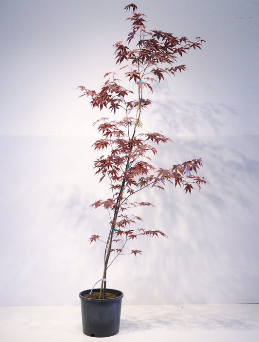 Acer Palmatum 'BloodGood' Single Stem