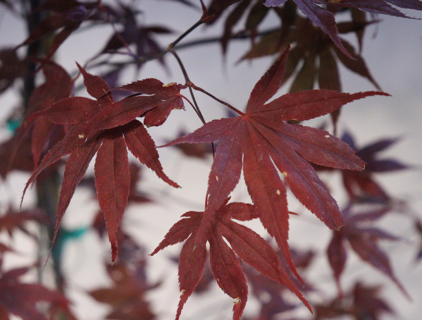 Acer Palmatum 'BloodGood' Single Stem