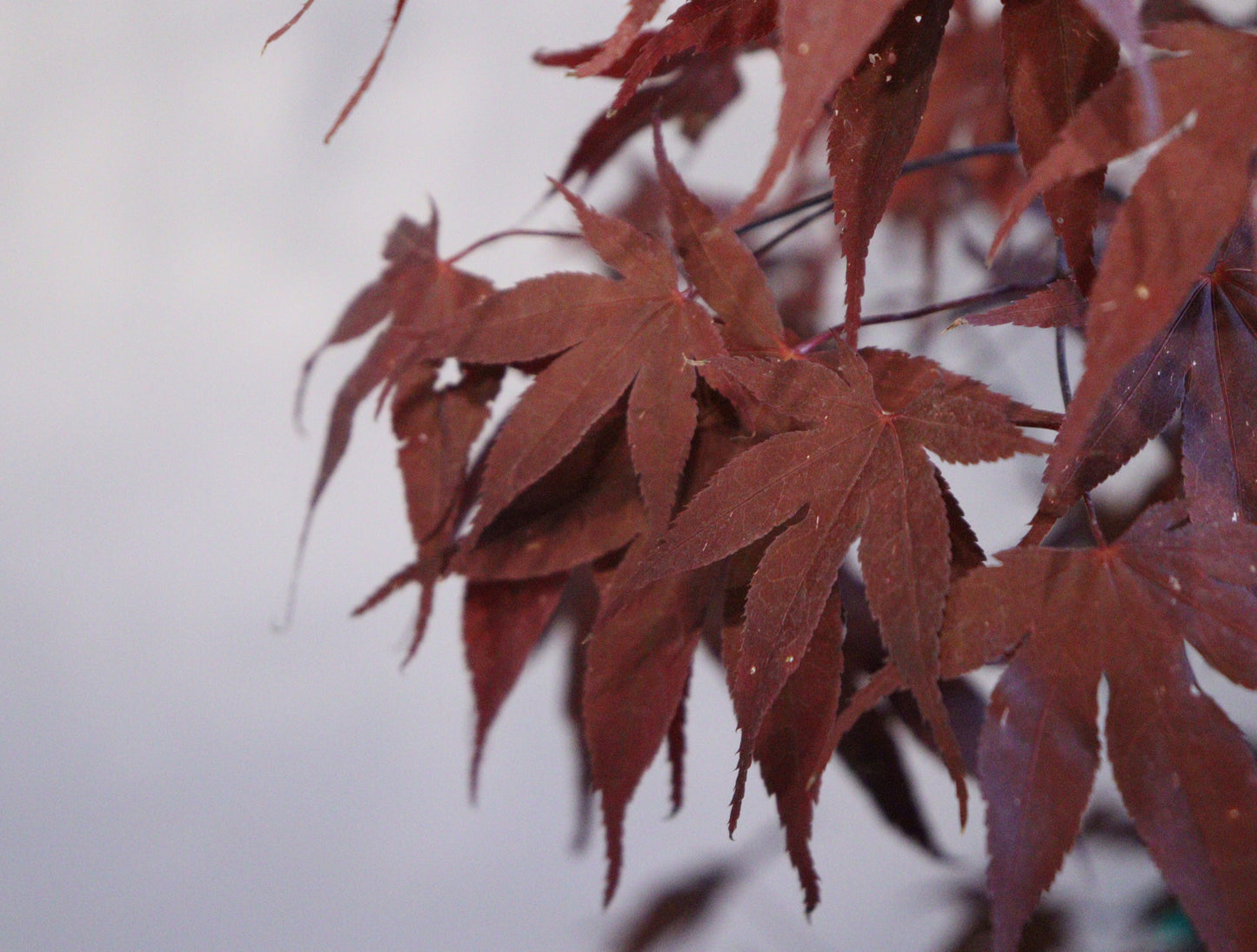 Acer Palmatum 'BloodGood' Single Stem