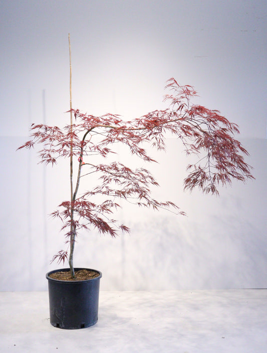 Acer palmatum dissectum 'Inaba Shidare'