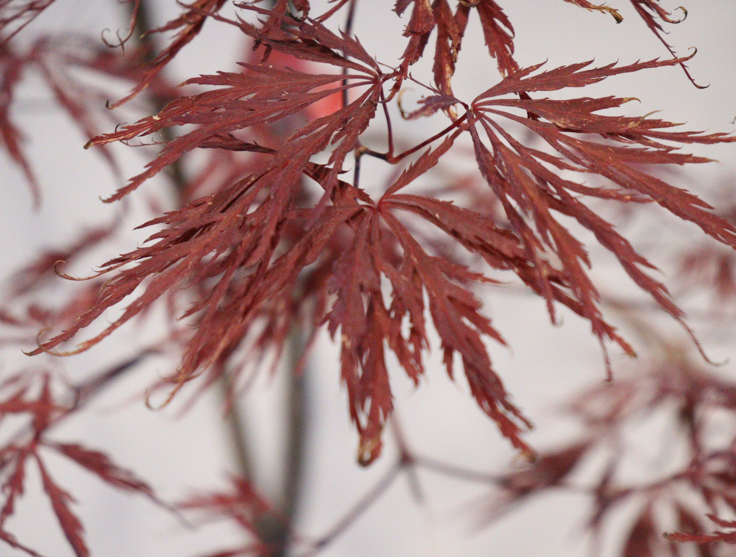 Acer palmatum dissectum 'Inaba Shidare'