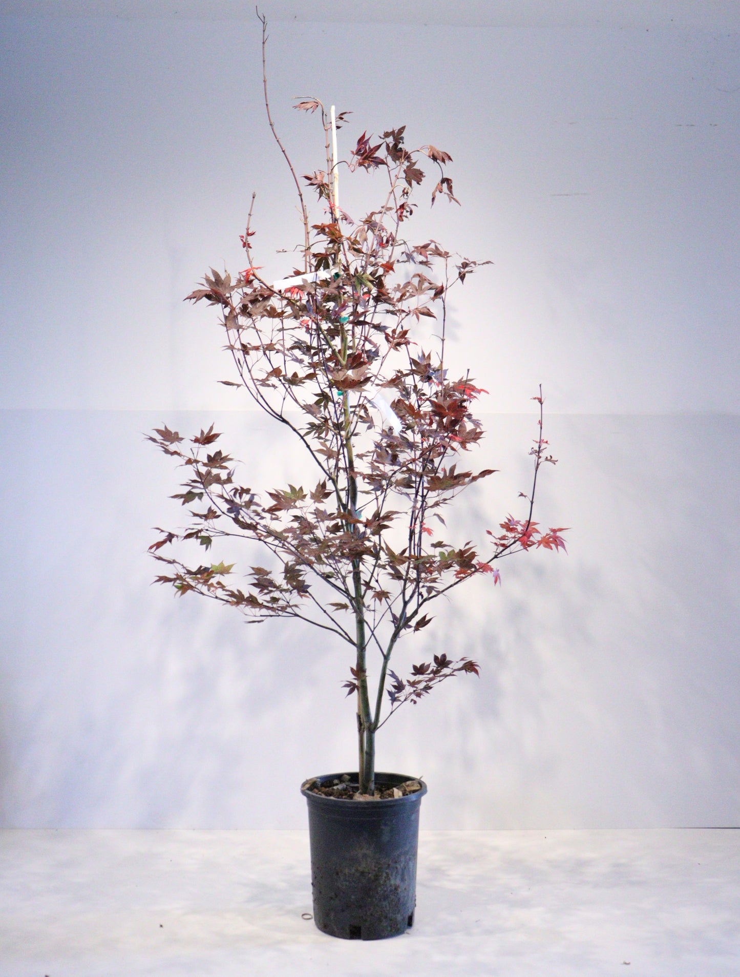 Acer Palmatum 'Fireglow'