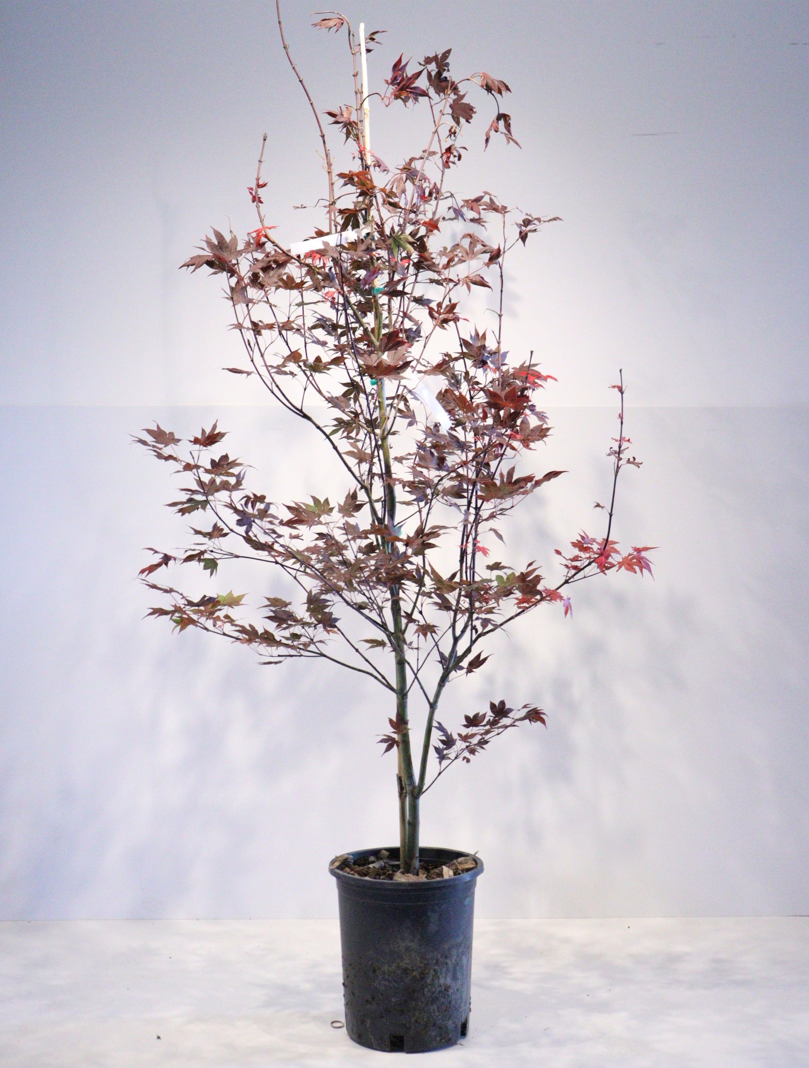apanese Maple Toronto | Rare & Premium Maple Trees GTA | Z Force