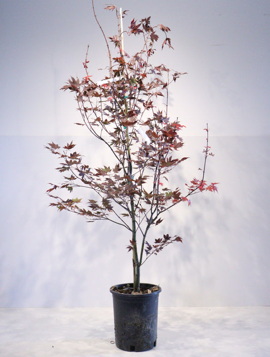 Acer Palmatum 'Fireglow'