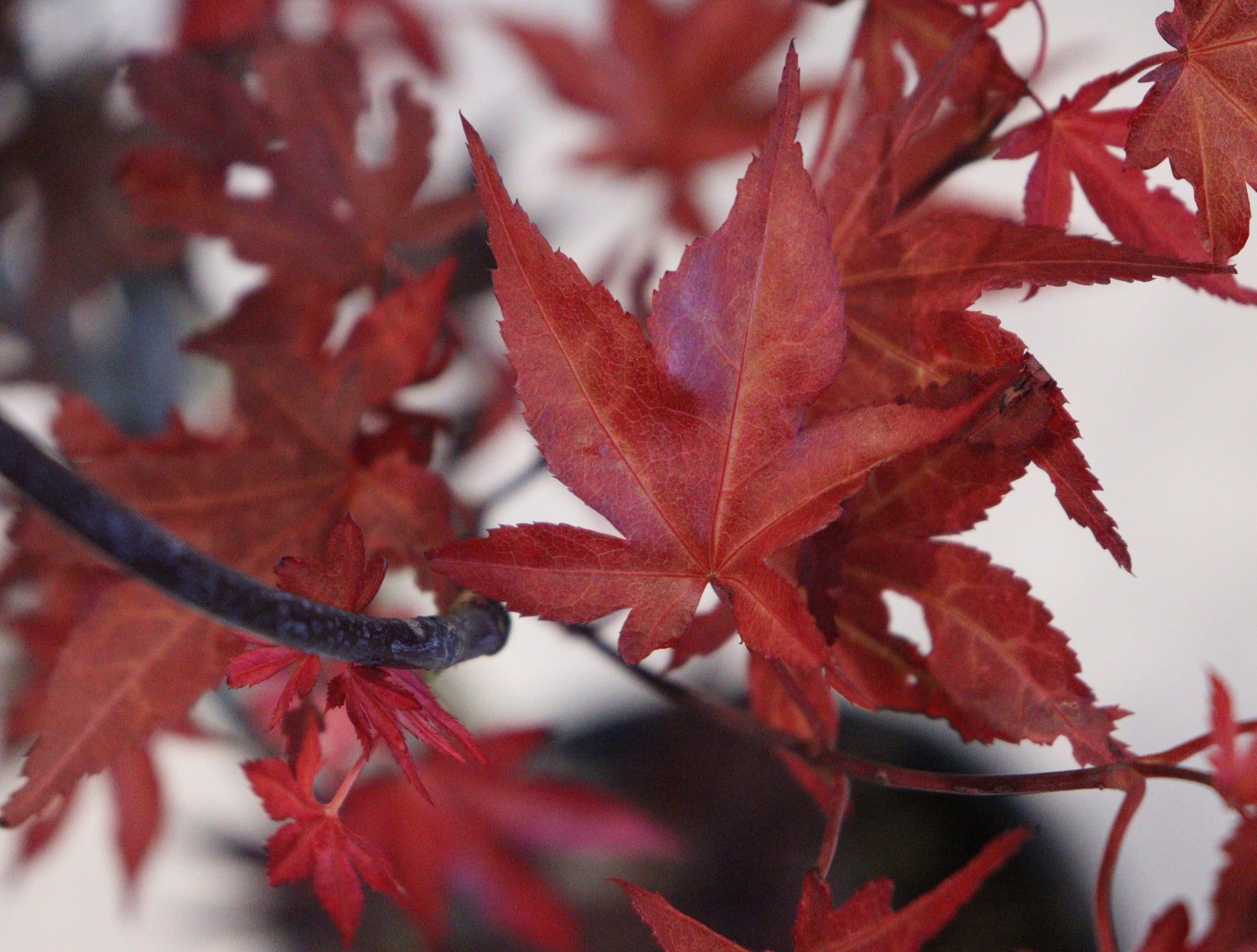 apanese Maple Toronto | Rare & Premium Maple Trees GTA | Z Force