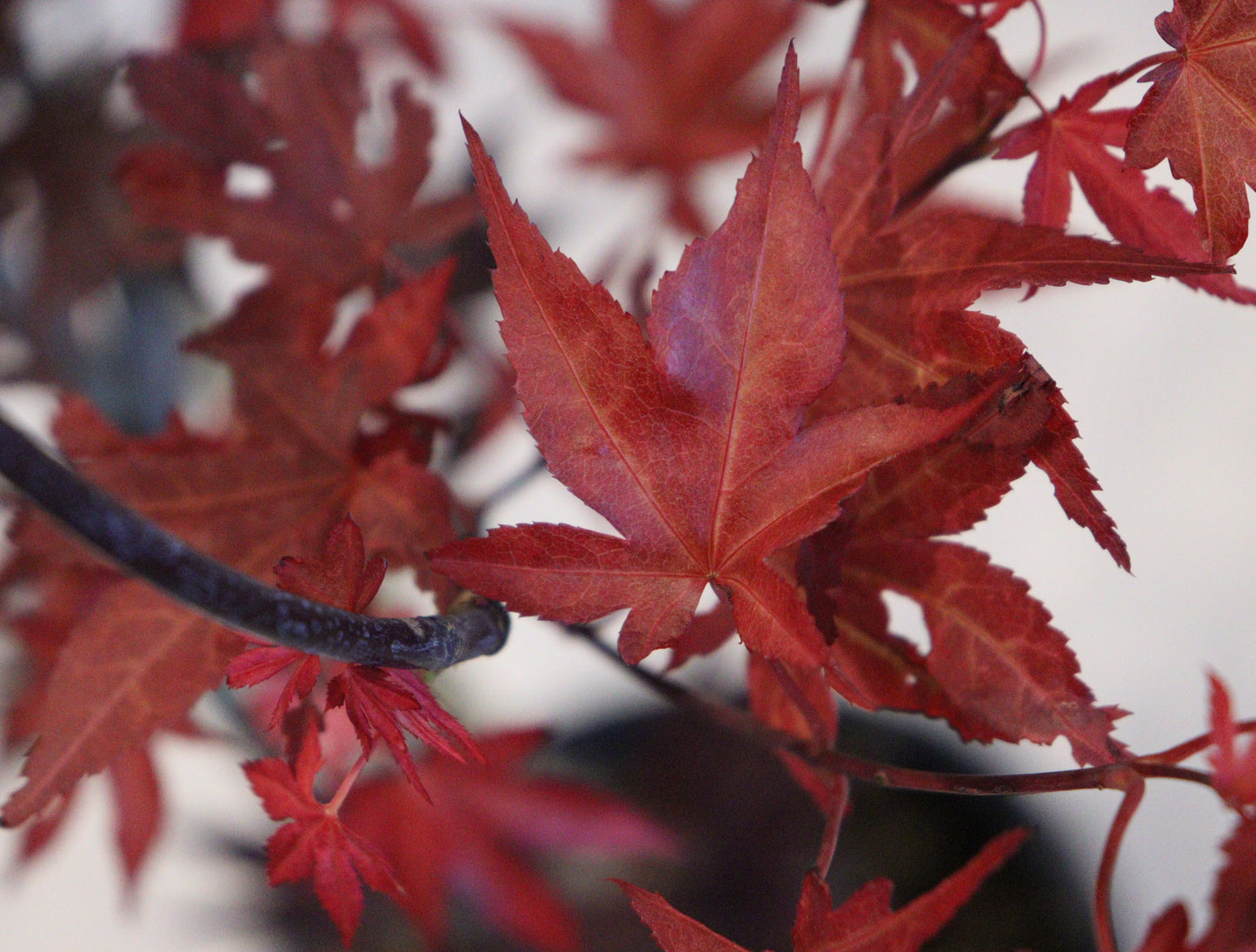 Acer Palmatum 'Fireglow'