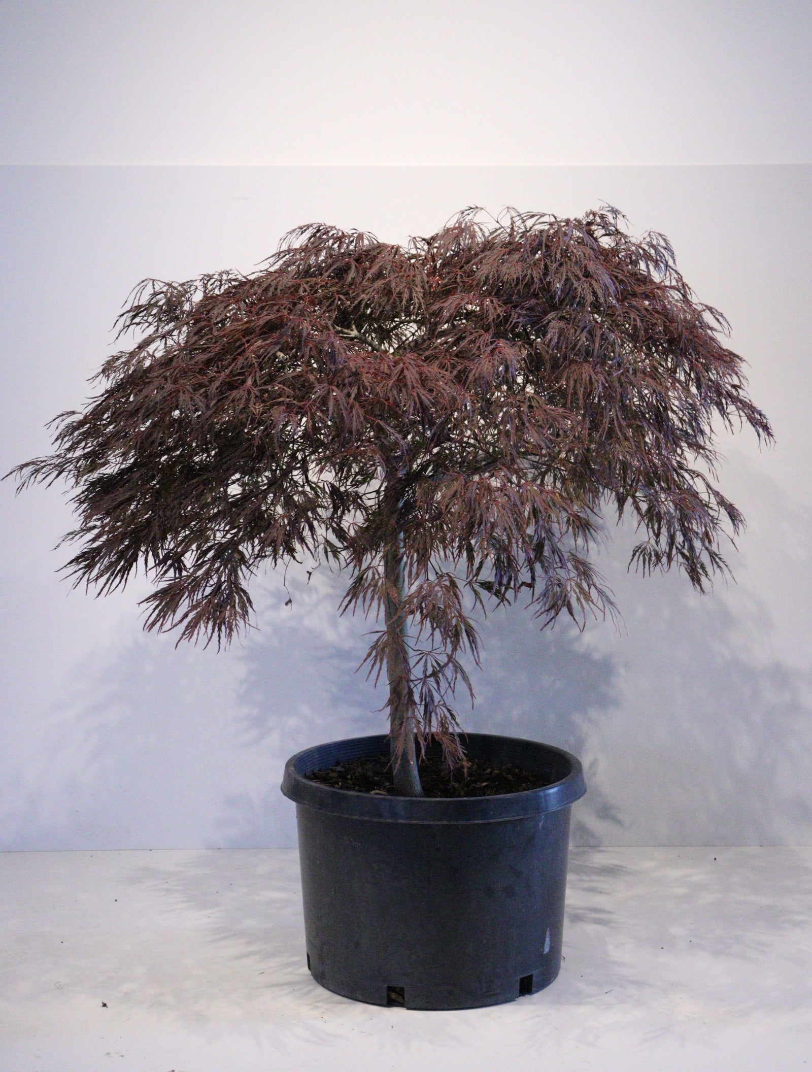 メープル様 apanese Maple Toronto | Rare & Premium Maple Trees GTA | Z Force