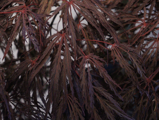Acer palmatum dissectum 'Crimson Queen'