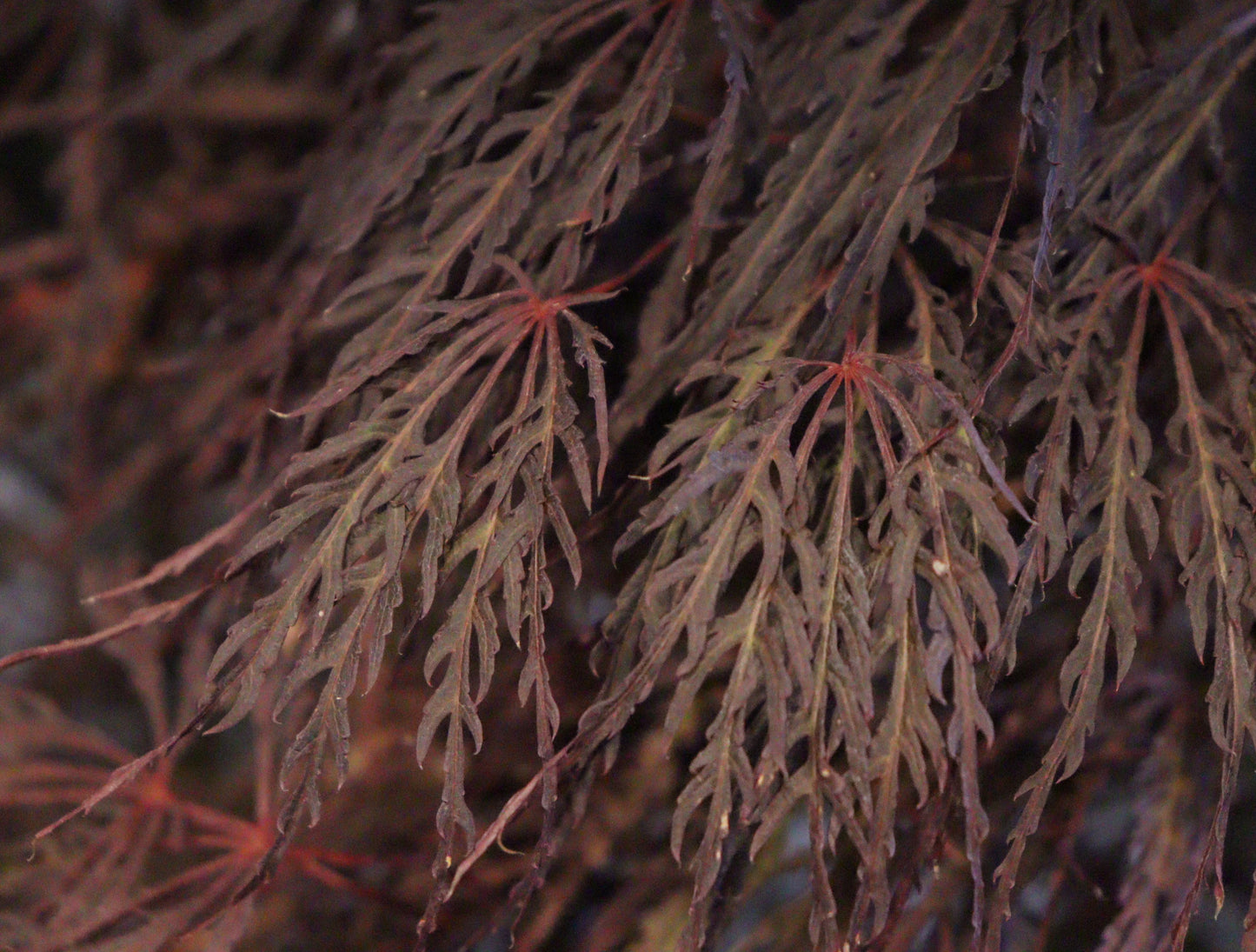 Acer palmatum dissectum 'Crimson Queen'