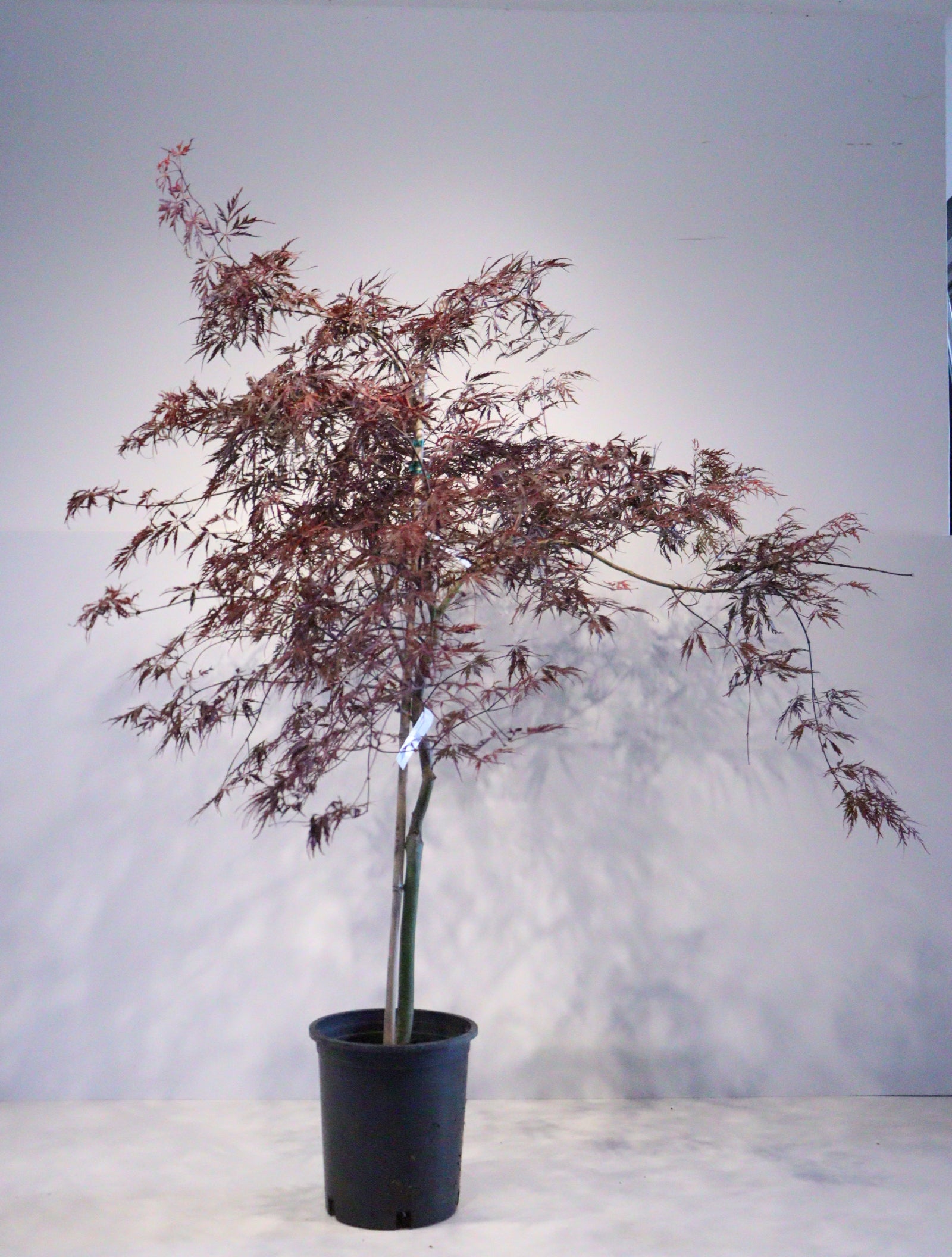 apanese Maple Toronto | Rare & Premium Maple Trees GTA | Z Force