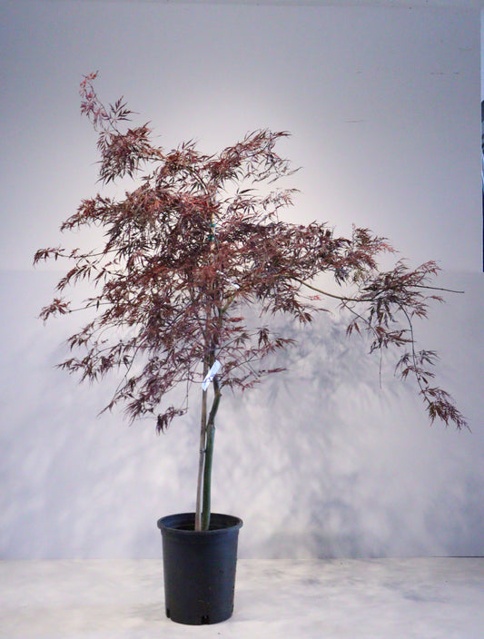 Acer palmatum dissectum 'Tamukeyama'