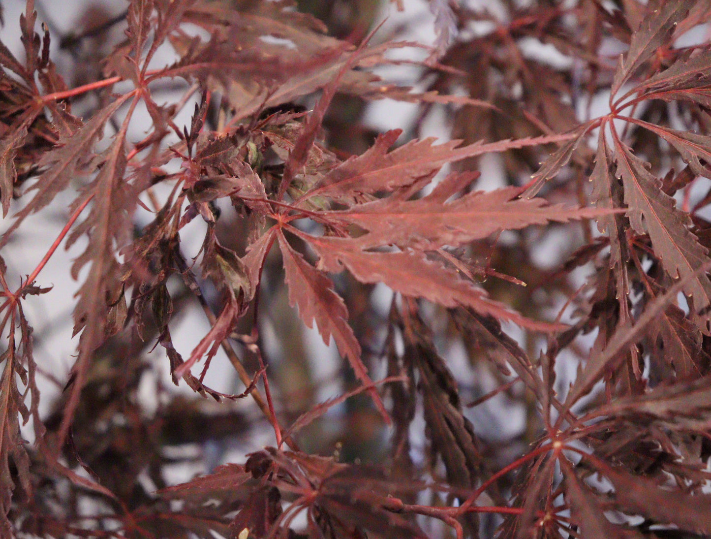 Acer palmatum dissectum 'Tamukeyama'