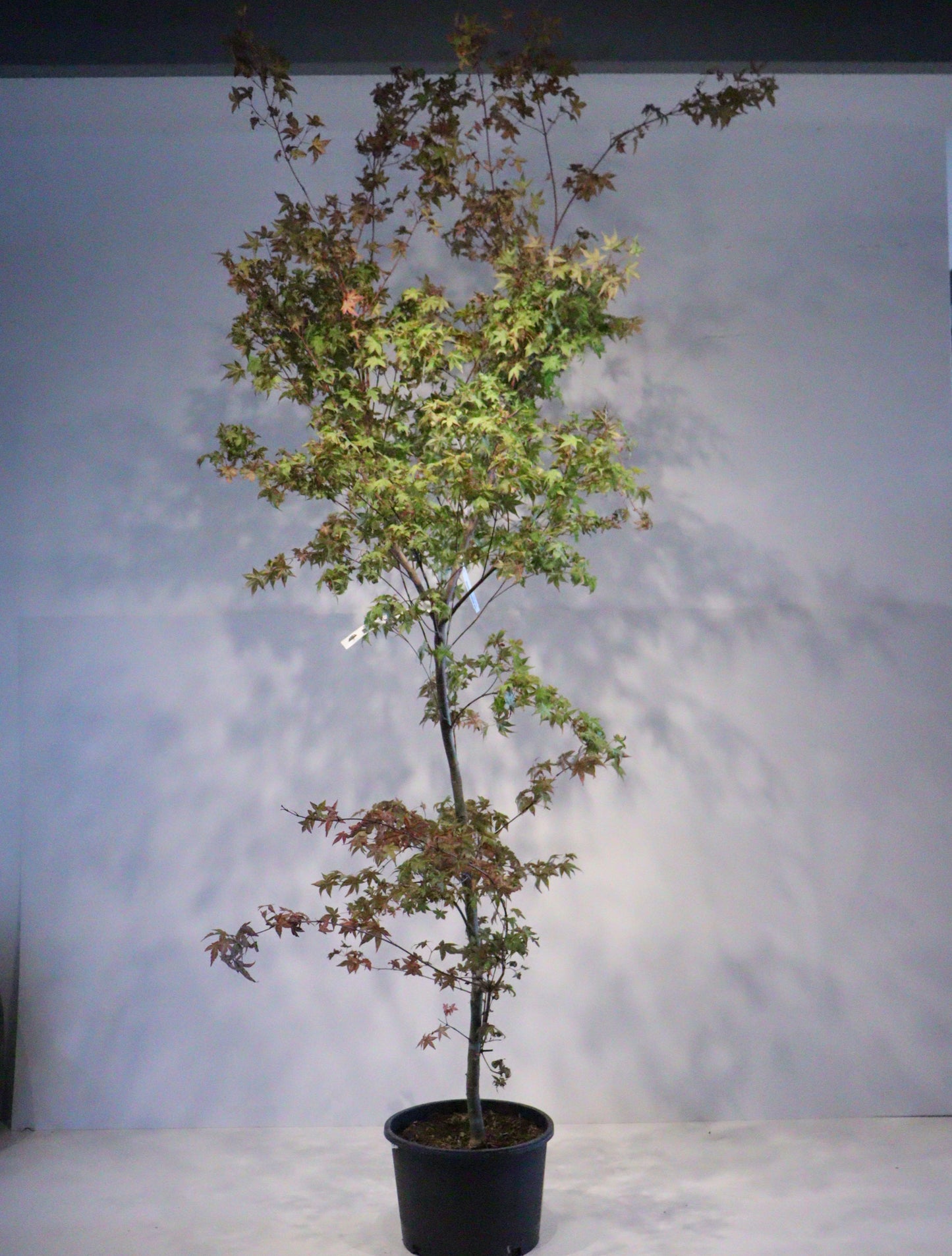 Acer Palmatum 'Shindeshojo'