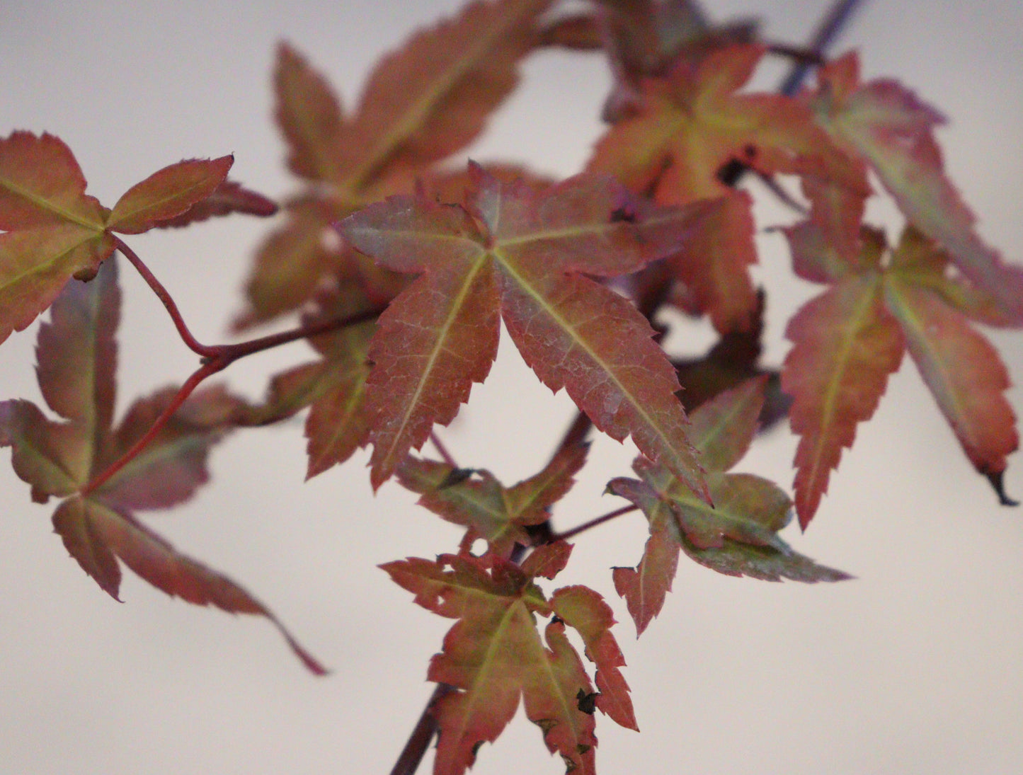 Acer Palmatum 'Shindeshojo'