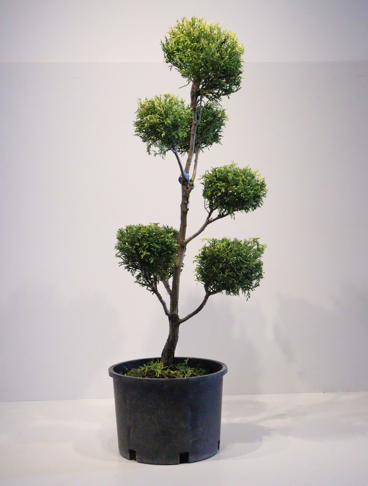 'Sungold' Pom Pom