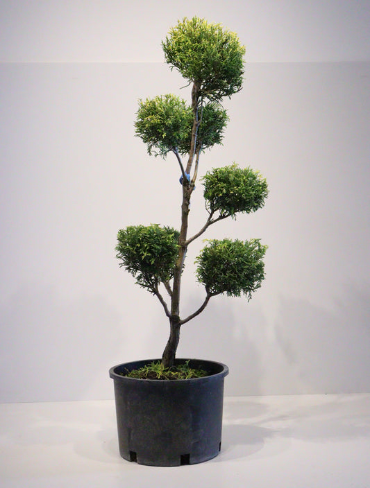 'Sungold' Pom Pom