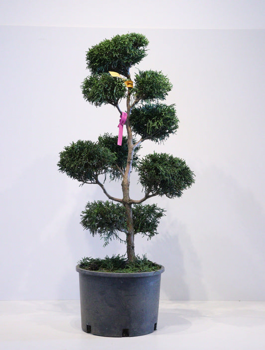 'Mops' Pom Pom
