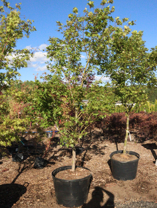 Acer palmatum Green Japanese Maple