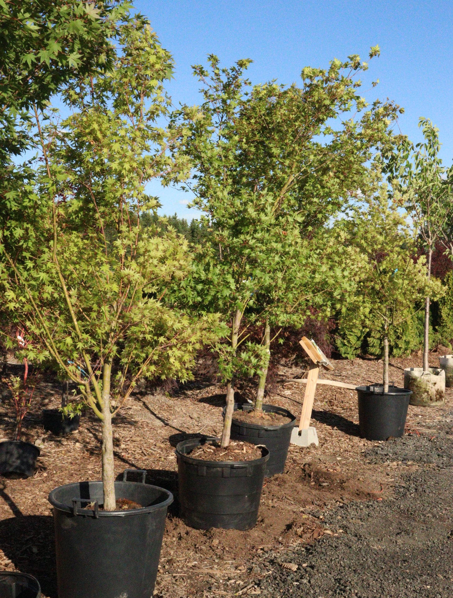 Acer palmatum Green Japanese Maple